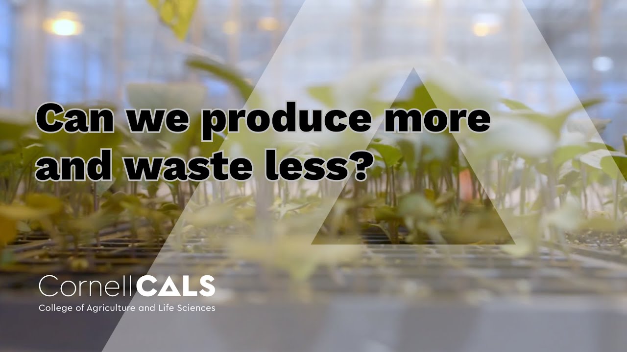 Faculty Research Spotlight: Can we produce more and waste less?