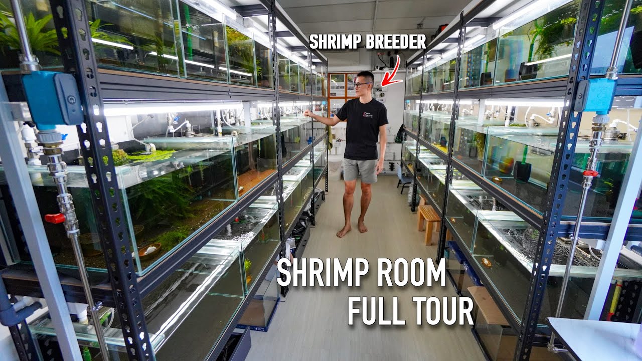 The most ADVANCED Shrimp Breeding Room Tour