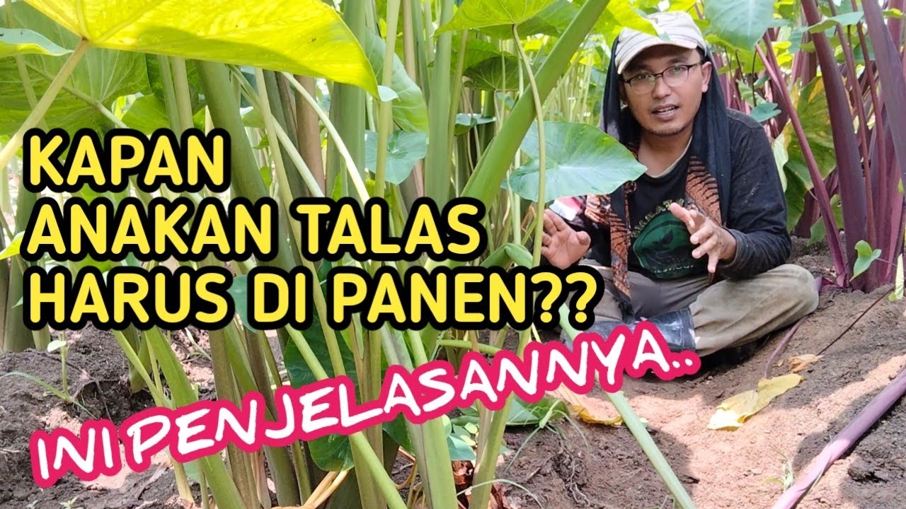 ANAKAN TALAS WAJIB DIPANEN.. INI ALASAN DAN MANFAATNYA,,