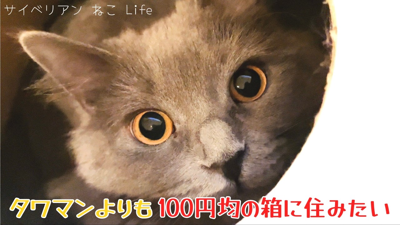 【サイベリアン子猫】タワマンより100均の箱に住みたい