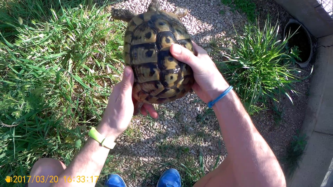 Como recuperar a una tortuga al despertar de la hibernación.