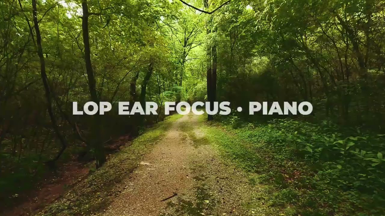 30 Minute Peaceful Piano for Studying, Working, and Mental Care
