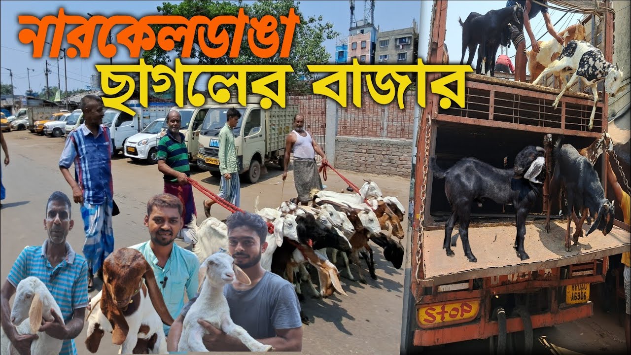 কলকাতার নারকেলডাঙ্গা ছাগলের বাজার/ Kolkata's Narkeldanga Goat Bazaar!