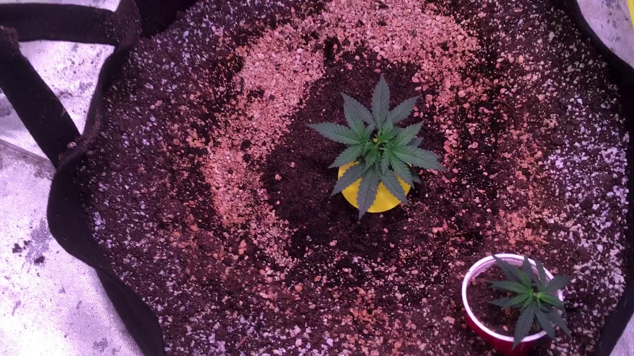 Grow Diaries:  Volume 2:  Week 6