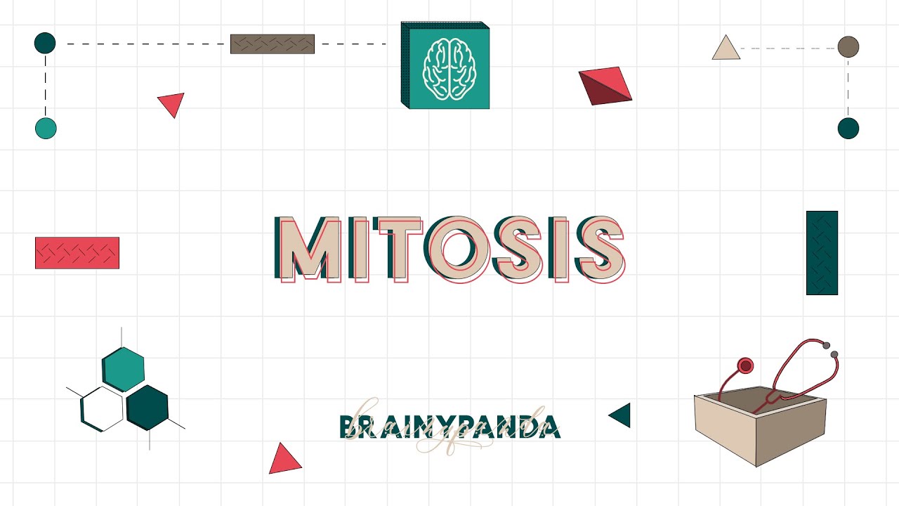 Siklus Sel: Mitosis dan Sitokinesis (Fase M) | Ilmu Biomedik Dasar | Brainy Panda