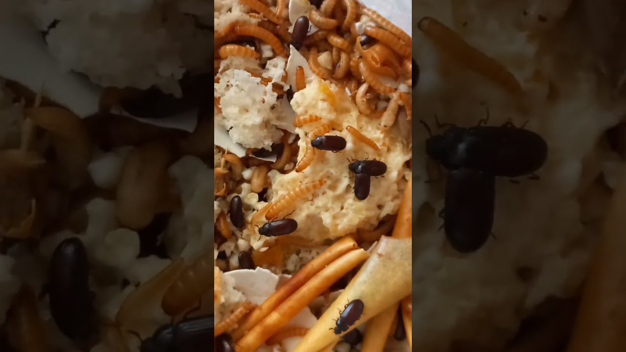 Healer  Beetles, Darkling Beetles Ulomoides dermestoides, Tenebrionidae, Feed on Cakes. #entomology