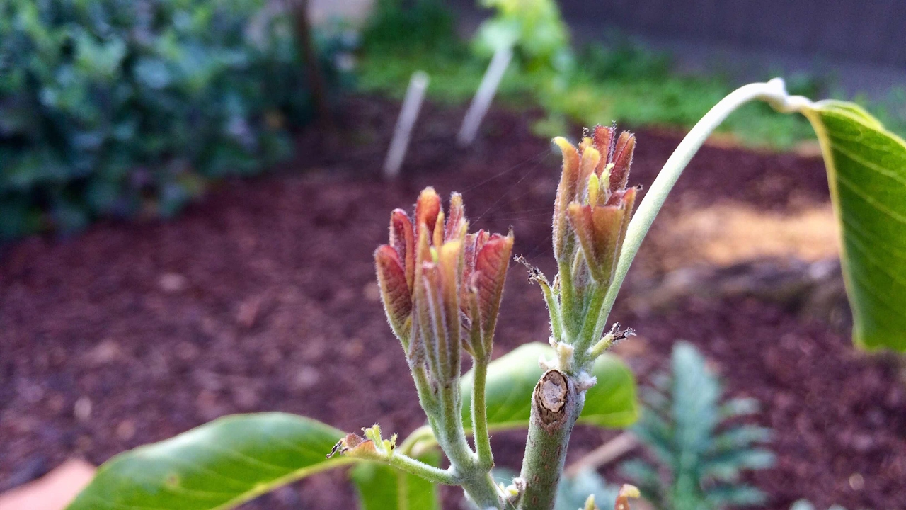 Sapote Growth Update - Vernon & Suebelle