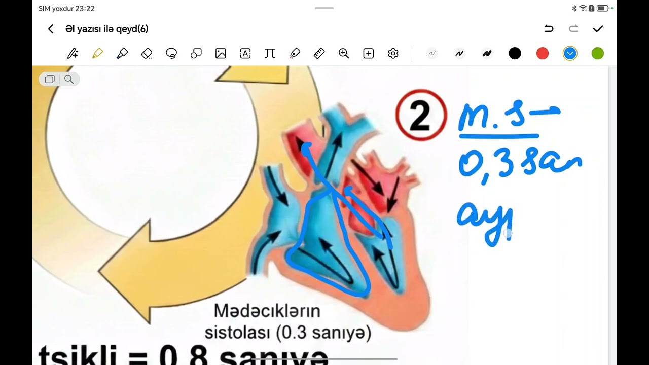 @Qan damar sistemi.Ürək tsikli