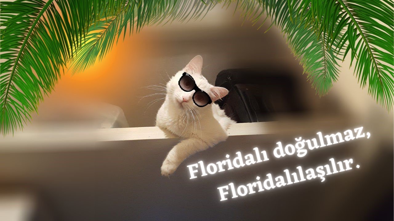 Floridalı kedi izlediklerinden kötü etkilenip sahibine tepeden bakmaya başladı