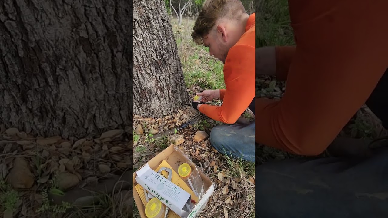 Oak Wilt Treatment Process