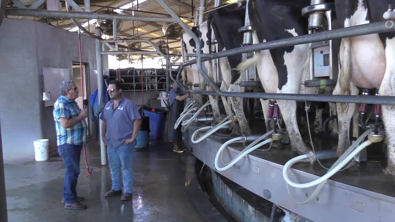 DOUBLE D DAIRY (LEITARIA) CALIFORNIA
