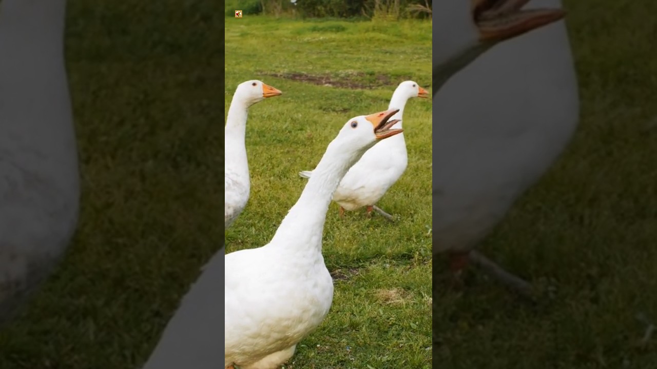 Angry Goose Hissing Sounds 🧡