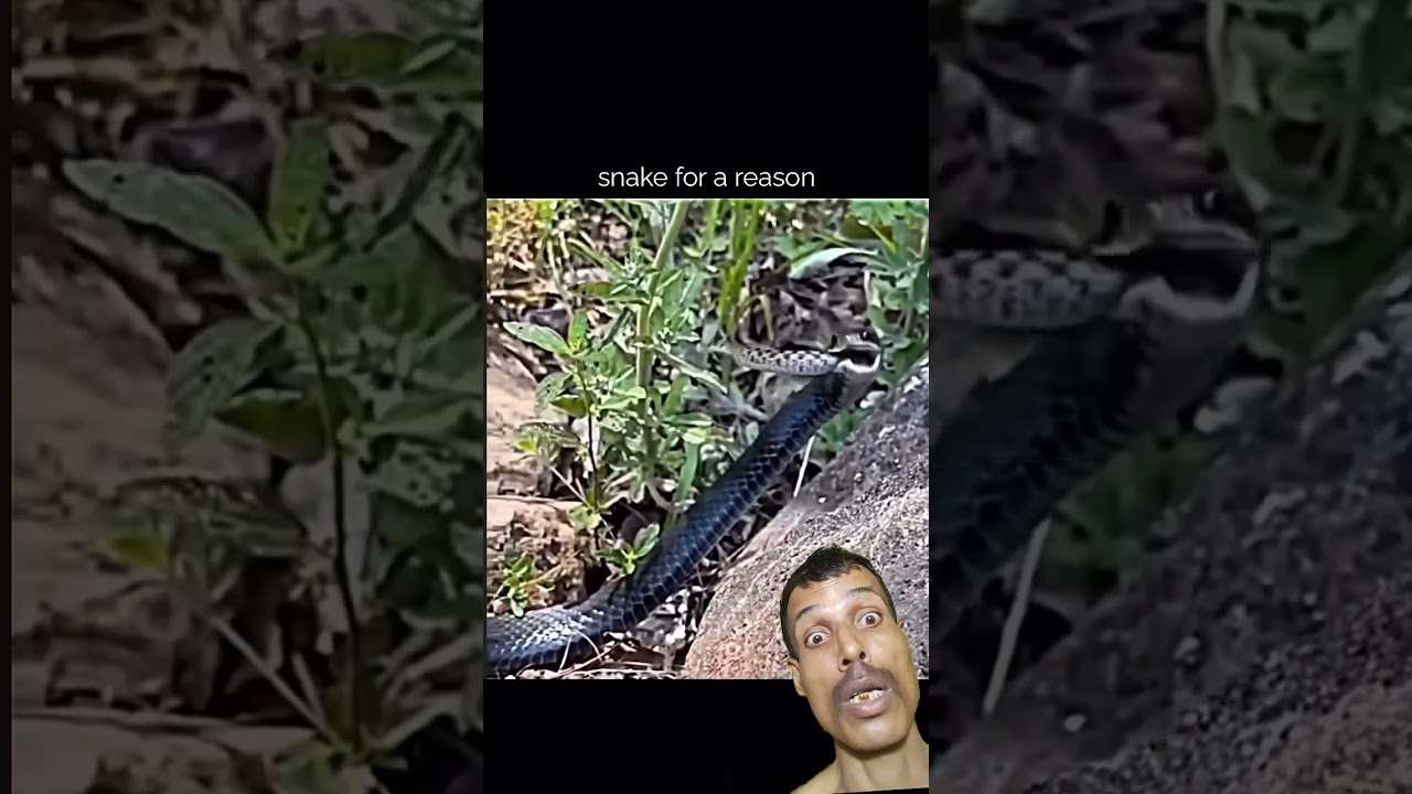 Black mamba ne jinda nigal liya#blackmamba#eating#virslshorts
