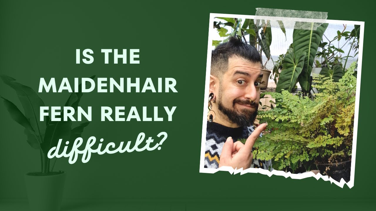 Maidenhair Fern Review | 1 Years Later | Crispy Leaves | Experiment | Viewer Submission