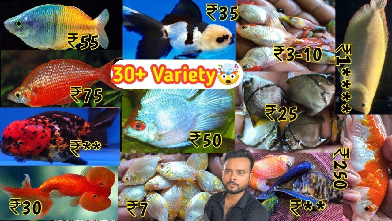 30+ Variety of Tropical fish | Recent Fish price | Exotic Variety Available | Fish Seeds Available