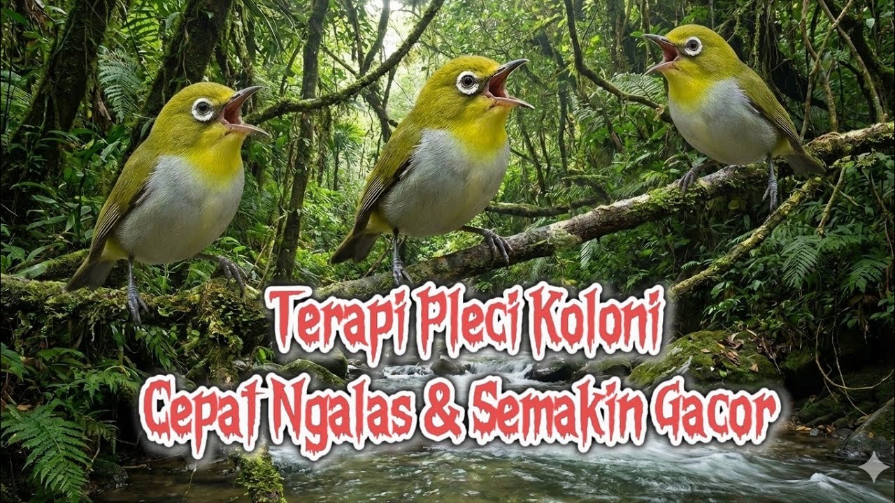 Terapi pleci koloni cepat Ngalas dan semakin gacor 