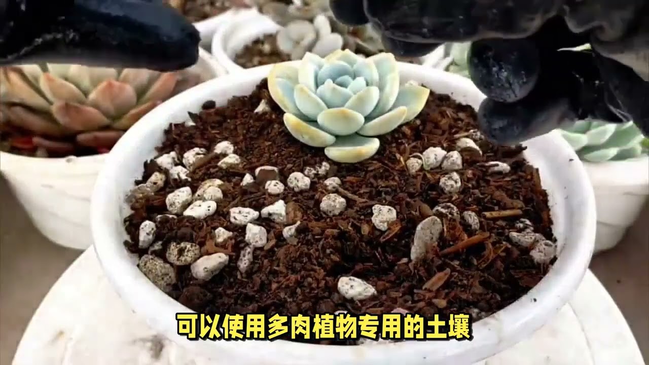 多肉日常养护方法