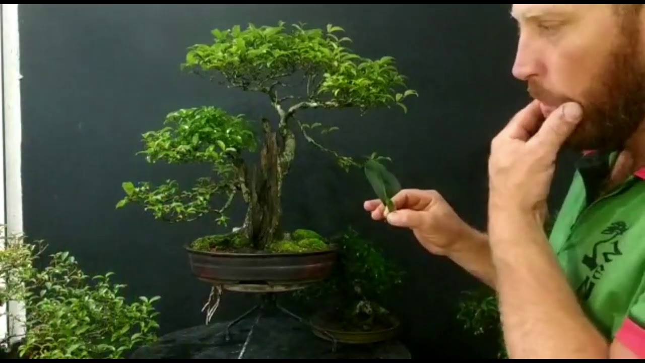 Ligustro Lucidum - com Dirceu Piller