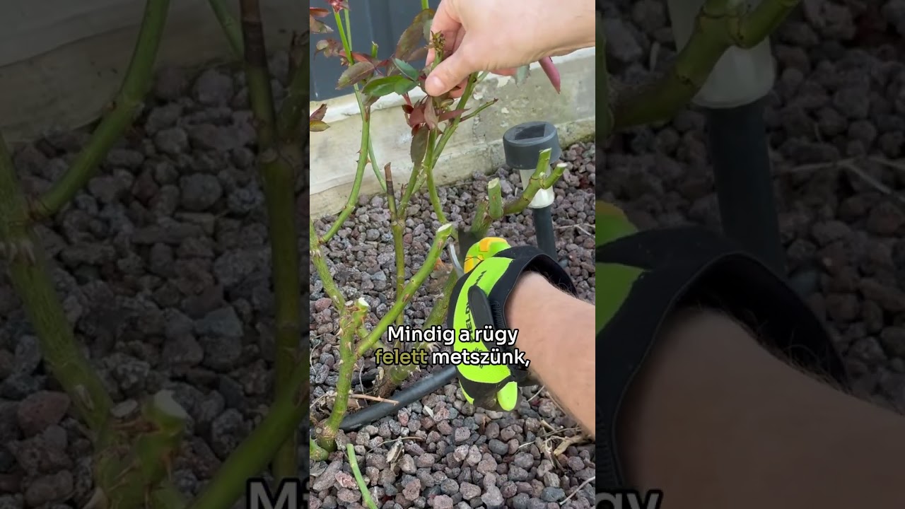 A rózsák tavaszi metszése - tippek, tanácsok