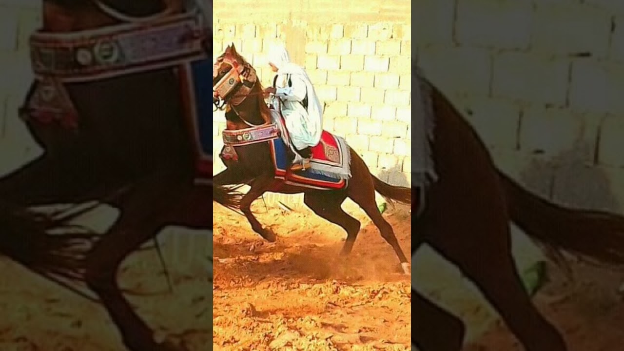 غزال الجالي / أغنية من قاع الخابية