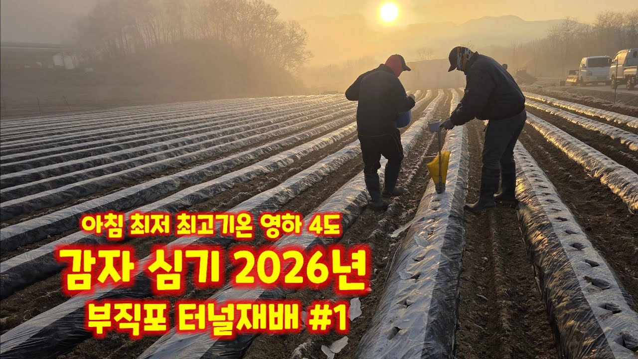 감자심기 2026년 부직포 터널재배 감물감자 괴산 감자 수미감자 감물 지근환 농가 풀뿌리농장 석성수 괴산 유튜브 드림 농튜브 [감자재배방법]