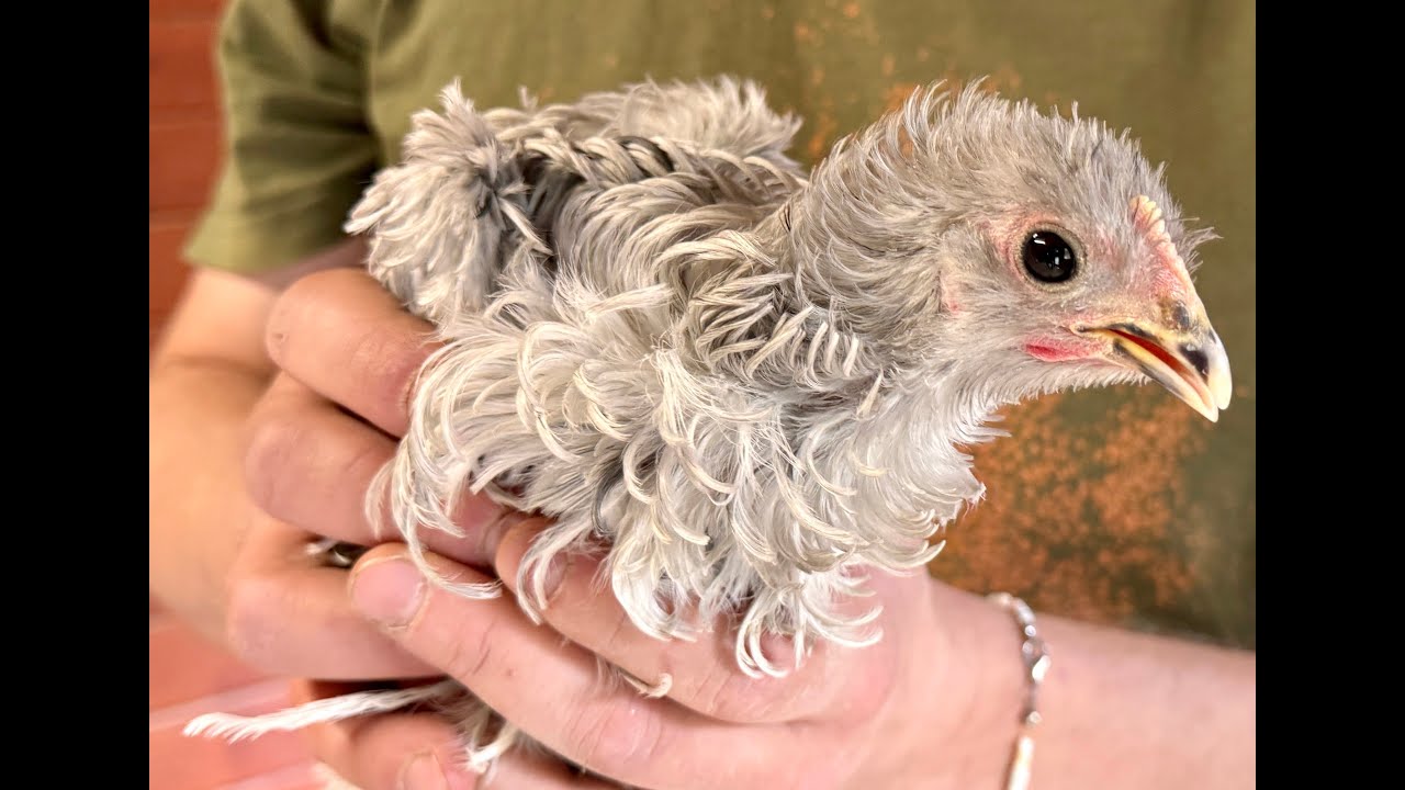 2024/236 - 400 tierische Zwerge sind in Aue zuhause | Strupphühner