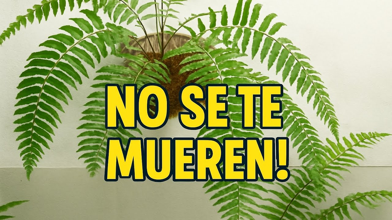 HELECHOS FÁCILES DE CUIDAR PARA PRINCIPIANTES