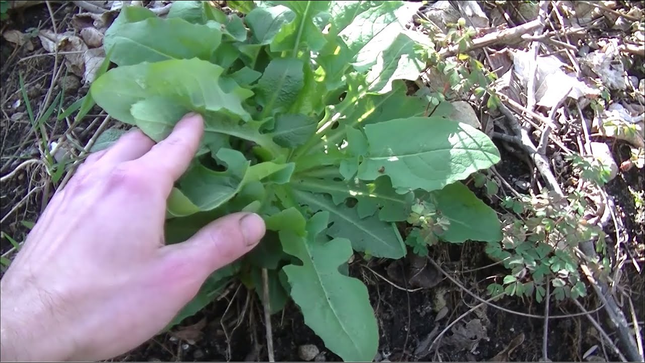 How To Pick The RIGHT Dandelion Leaves