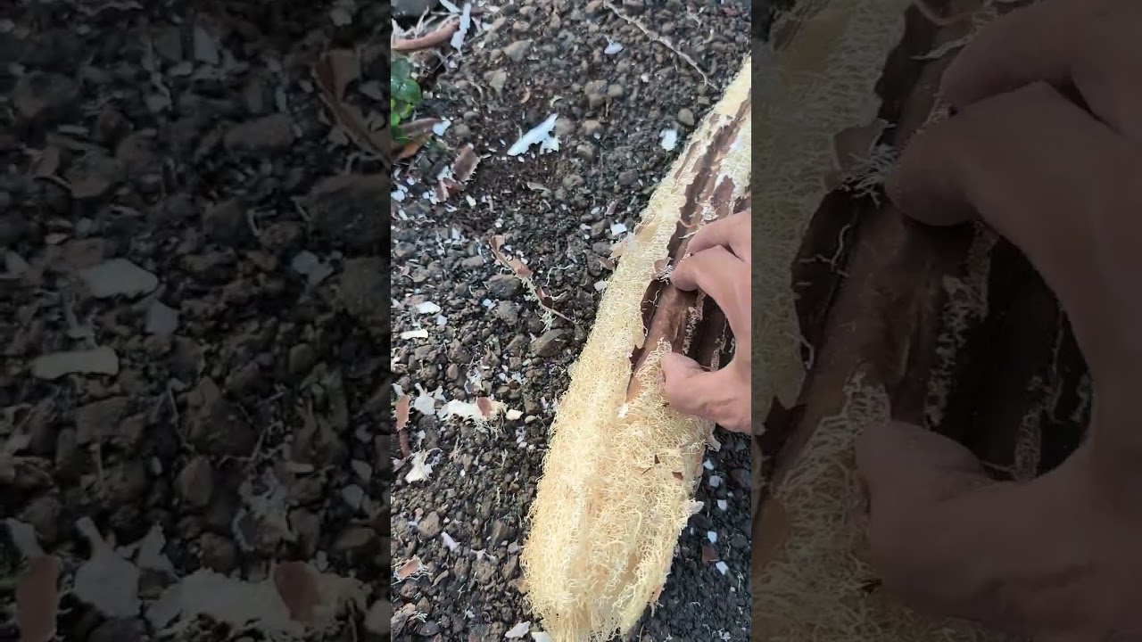 How to peel a giant Vietnamese loofah gourd to make a dishwashing sponge easily and simply.