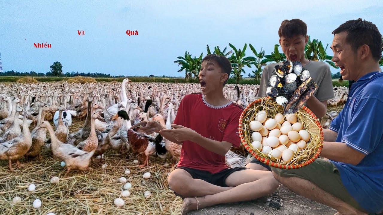 Thử Thách Lượm Trứng Vịt Trên Đồng Lúa và Nướng Trứng Vịt Bọc Đất Sét Quá Ngon || NHH TV