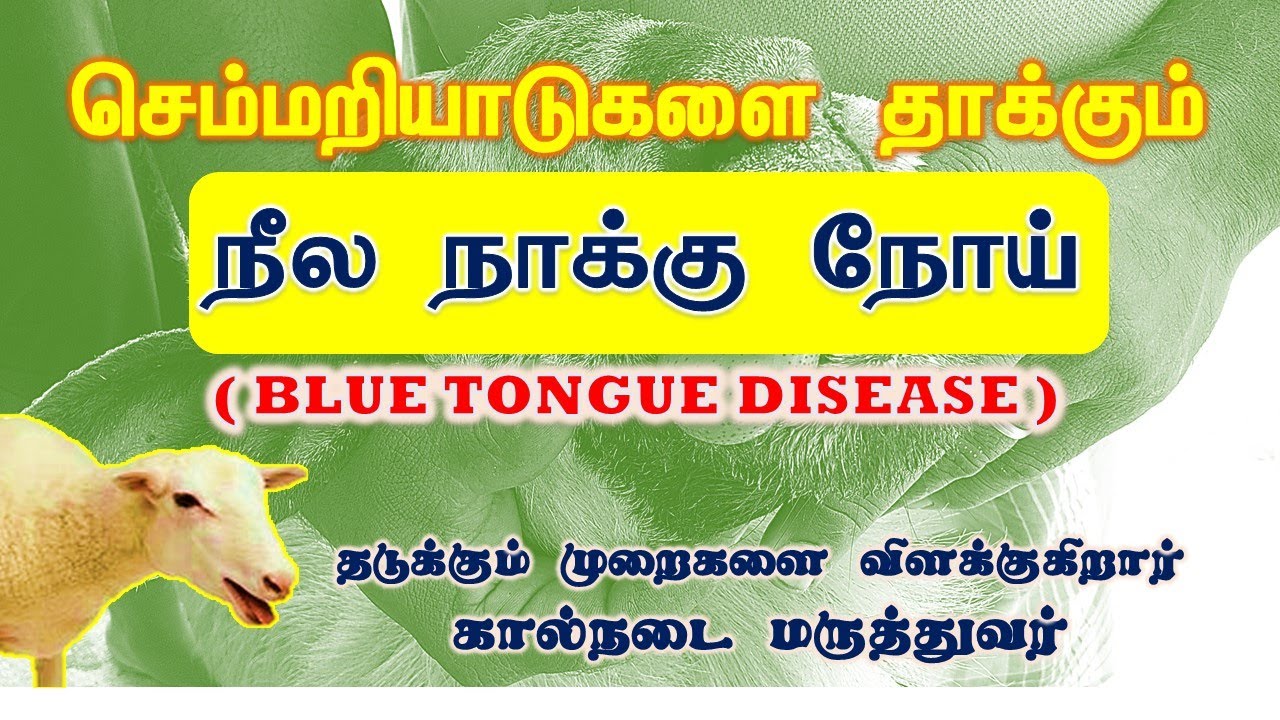 செம்மறி ஆடுகளை தாக்கும் நீலநாக்கு நோய் || ஹோமியோபதி மருத்துவம் || BLUE TONGUE DISEASE IN SHEEP