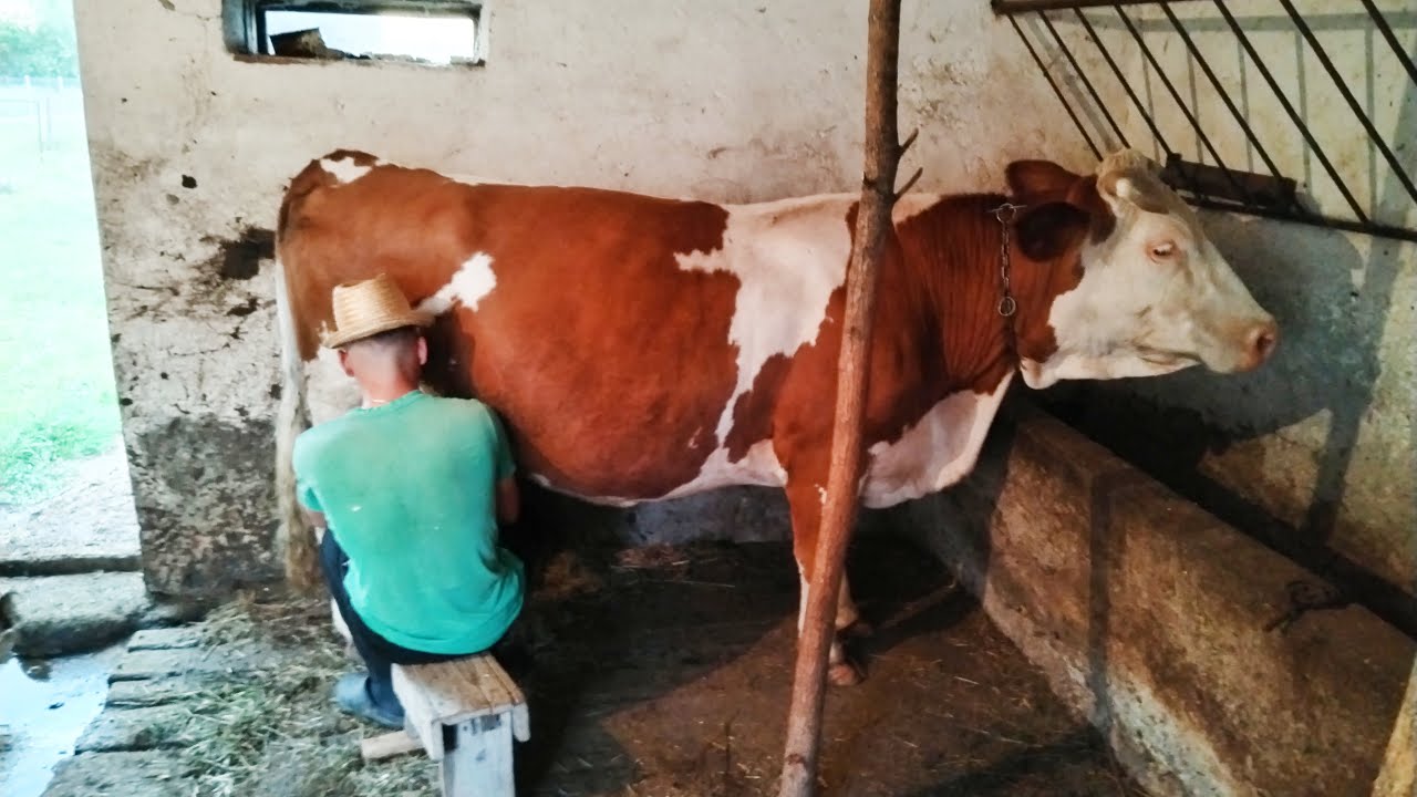 How a young man lives and works in the mountains in a remote village and raising domestic animals!