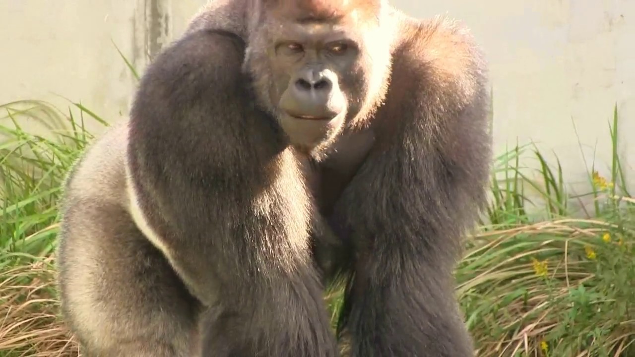 追われるのを楽しむシャバーニ Enjoy being chased by Shabani