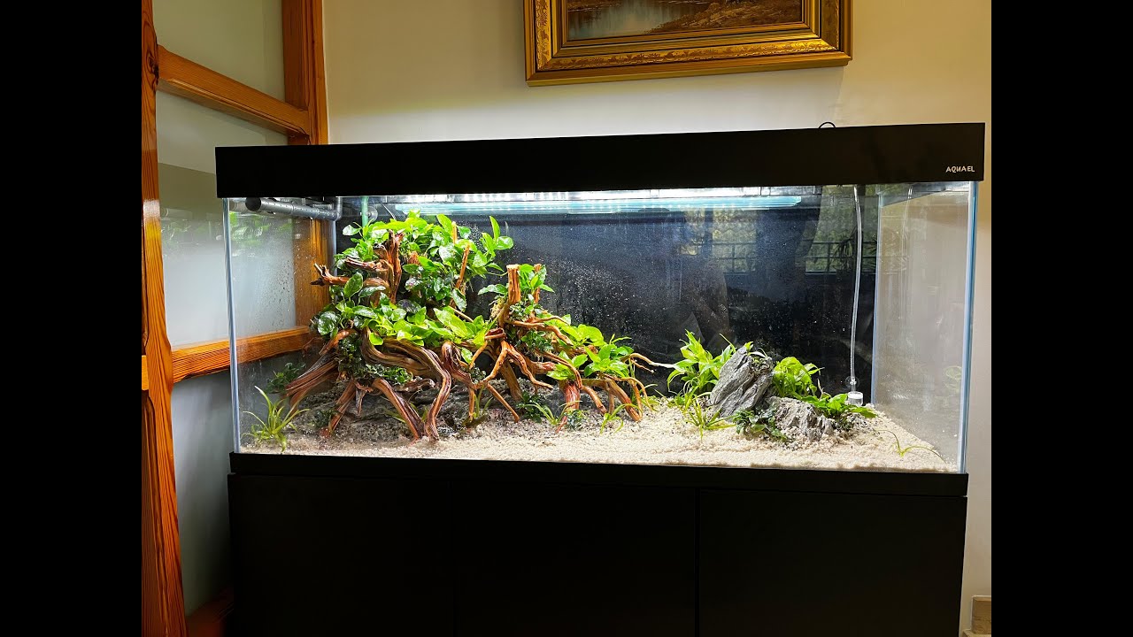 #9 🌿 Korzeń Red Moor w roli gł&oacute;wnej 🌿