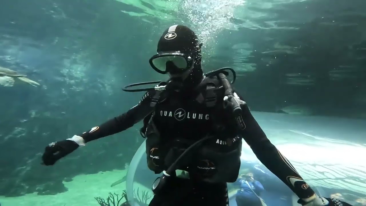 Дайвинг «Крокус сити океанариум» 29.12.2025