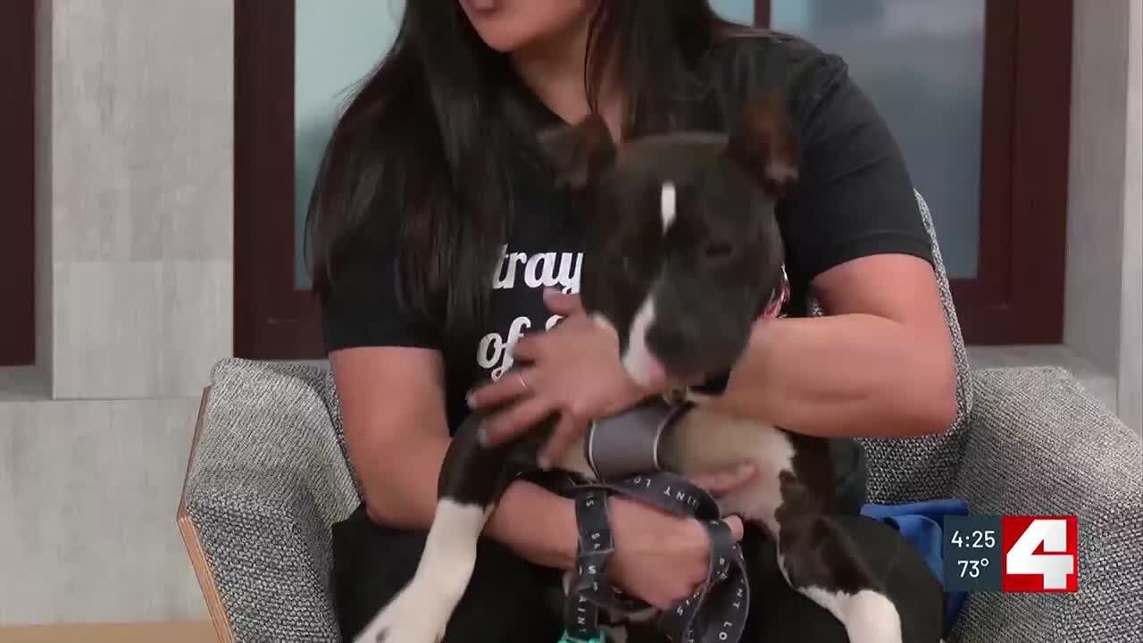 Pet of the Week: Widget