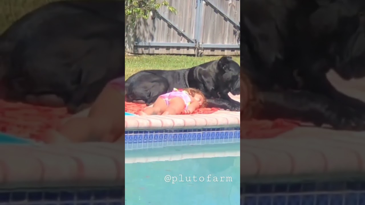 Cane Corso Dog Protect the child 🔥🔥 Cane Corso Dog Guard Our Home 🔥🔥 #shorts #canecorso