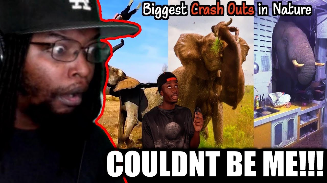 The Most Generational Crash Outs in the Animal Kingdom [Casual Geographic] DB Reaction
