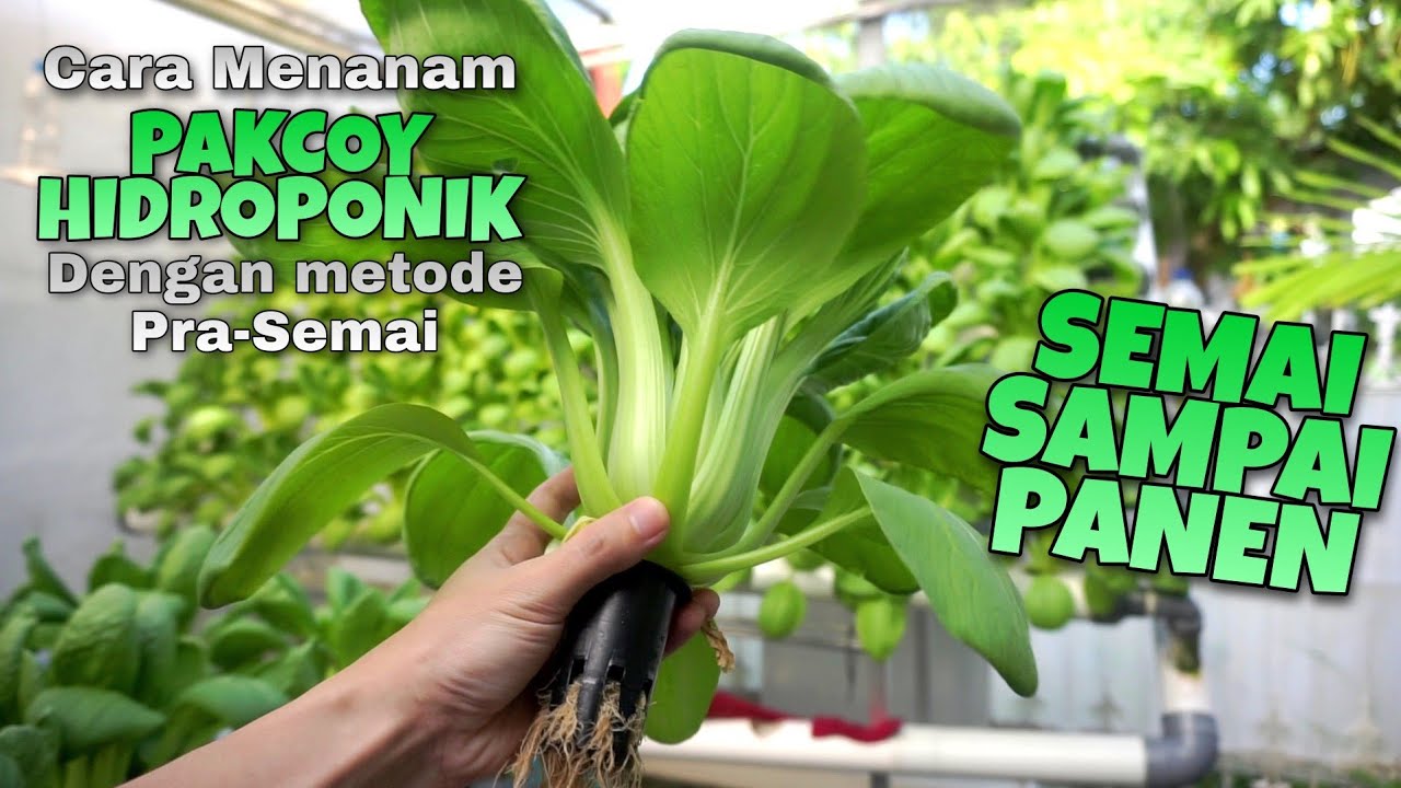 Menanam Pakcoy Hidroponik dengan metode Pra-Semai sampai dengan panen