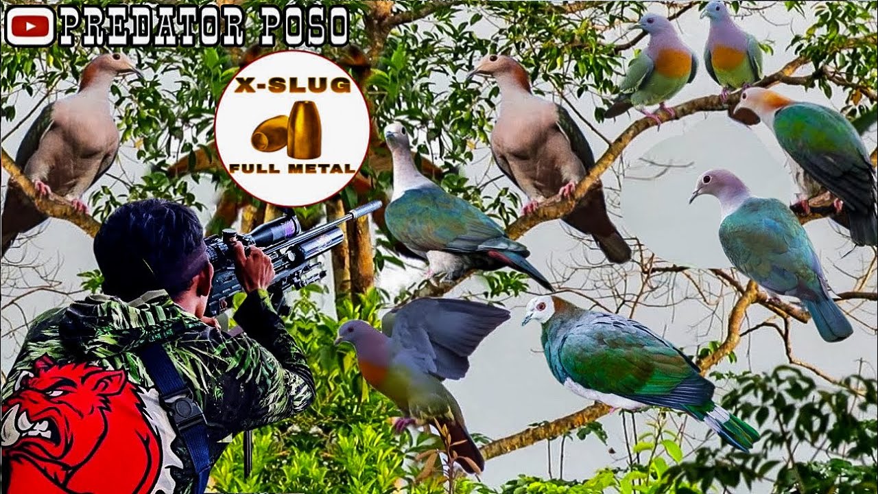 BERBURU BURUNG PERGAM DAN PUNAI AUTO HEADSHOT SEMUA DI SPOT KAWASAN KOTA POSO