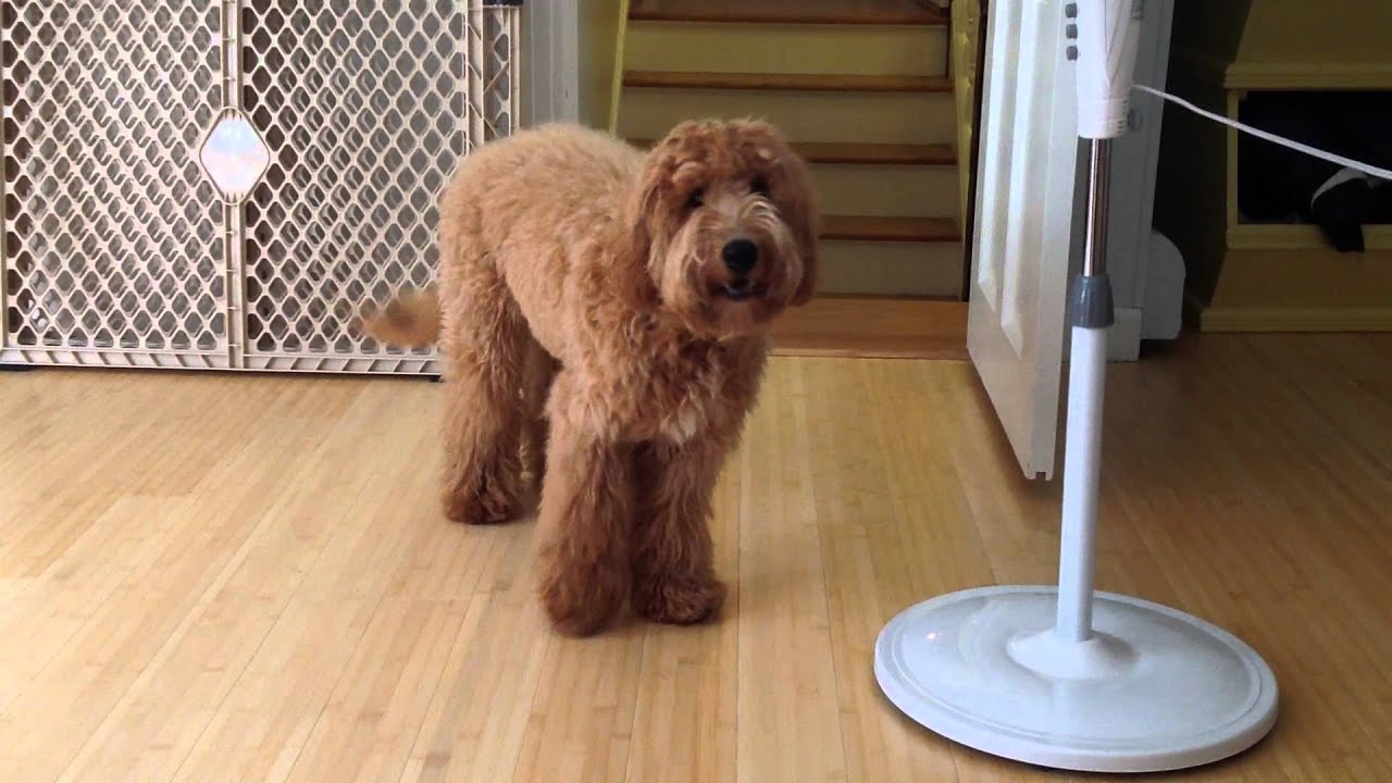 Rex my brother's Labrador-Poodle Mix dog barking.