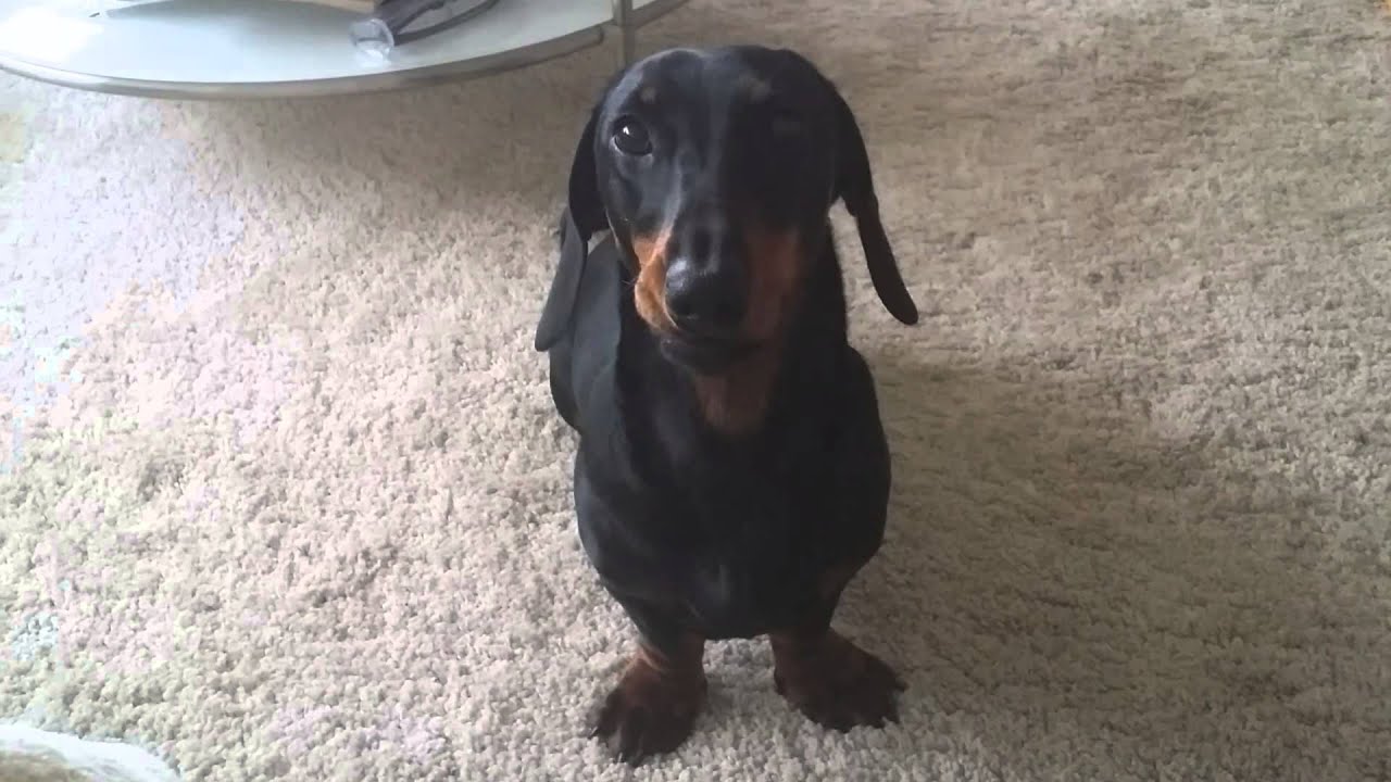 Dachshund Bobby - crying for attention
