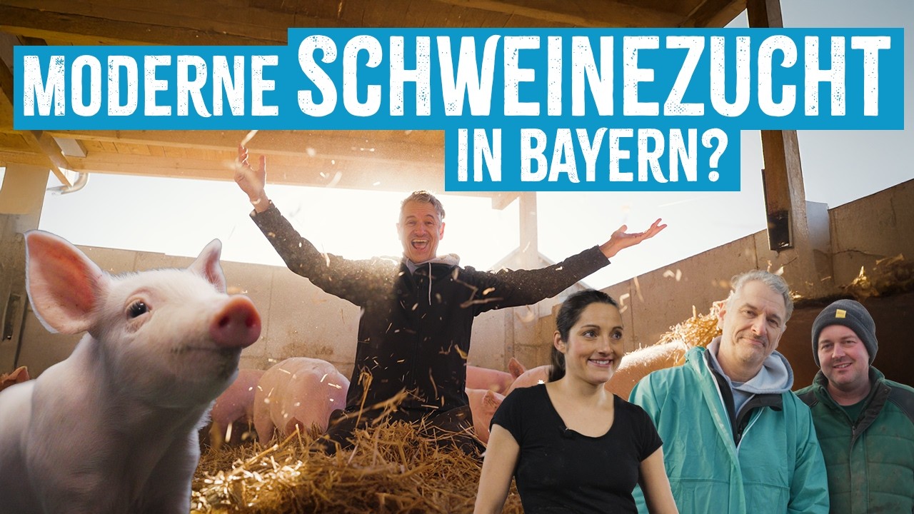 Wie gut ist bayerisches Schweinefleisch? - Fleischi entdeckt Moderne Schweinezucht & -haltung