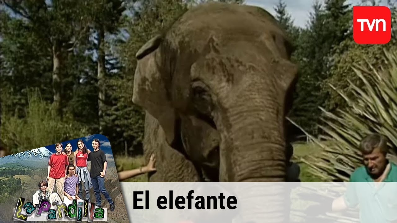 Elefante | La pandilla - T1E5