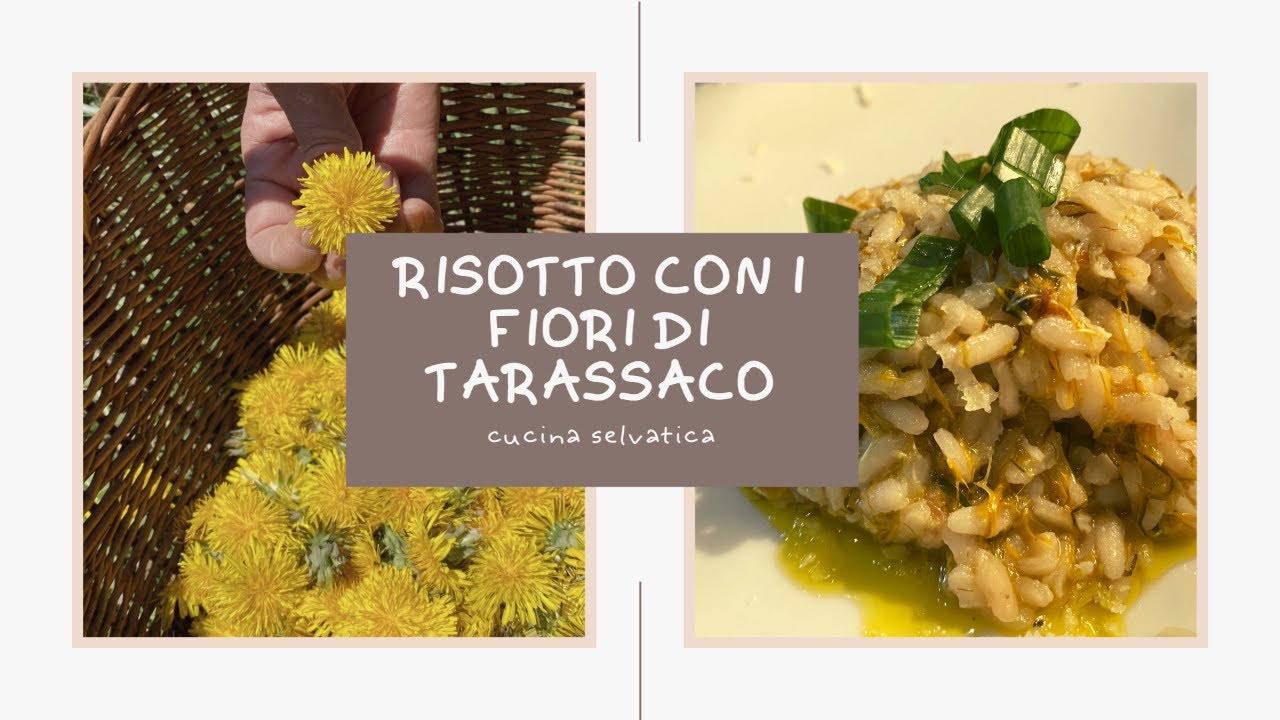 Cucina selvatica-Risotto con i fiori di Tarassaco,profumo di primavera. RisottowithDandelionBlossoms