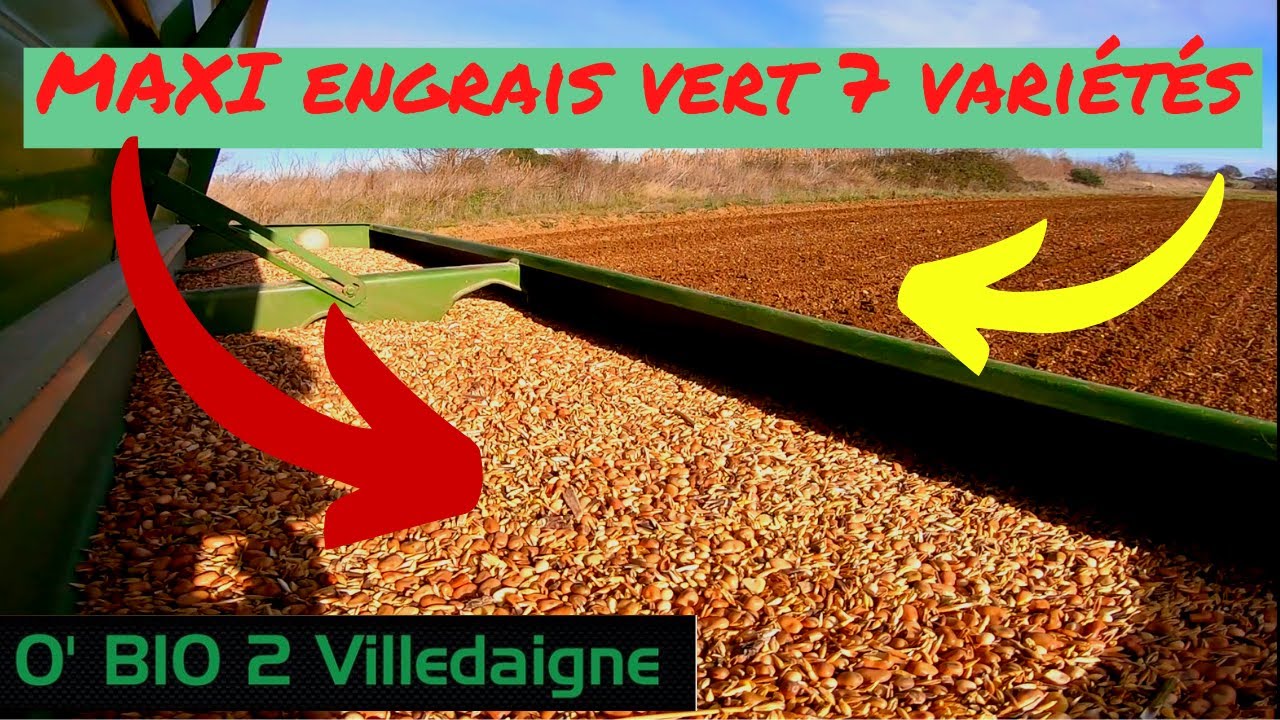 MAXI engrais vert dans la parcelle pour le maraichage!