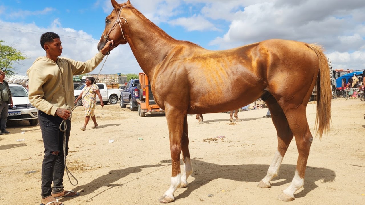 FEIRA DE CAVALOS EM CARUARU-PE   29-10-2024 #nordeste