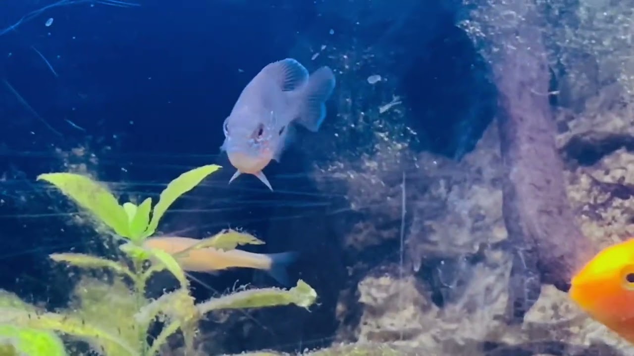 Female Long-Eared Sunfish