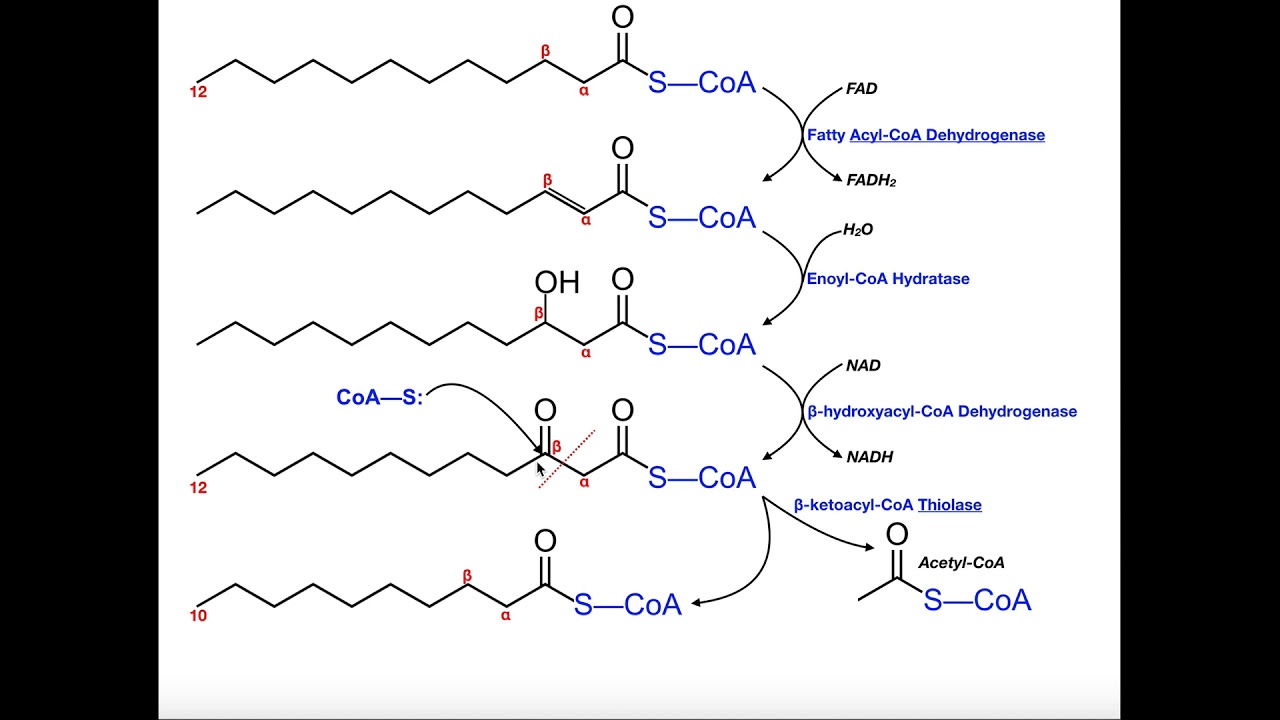 Beta Oxidation of a Saturated Fatty Acid