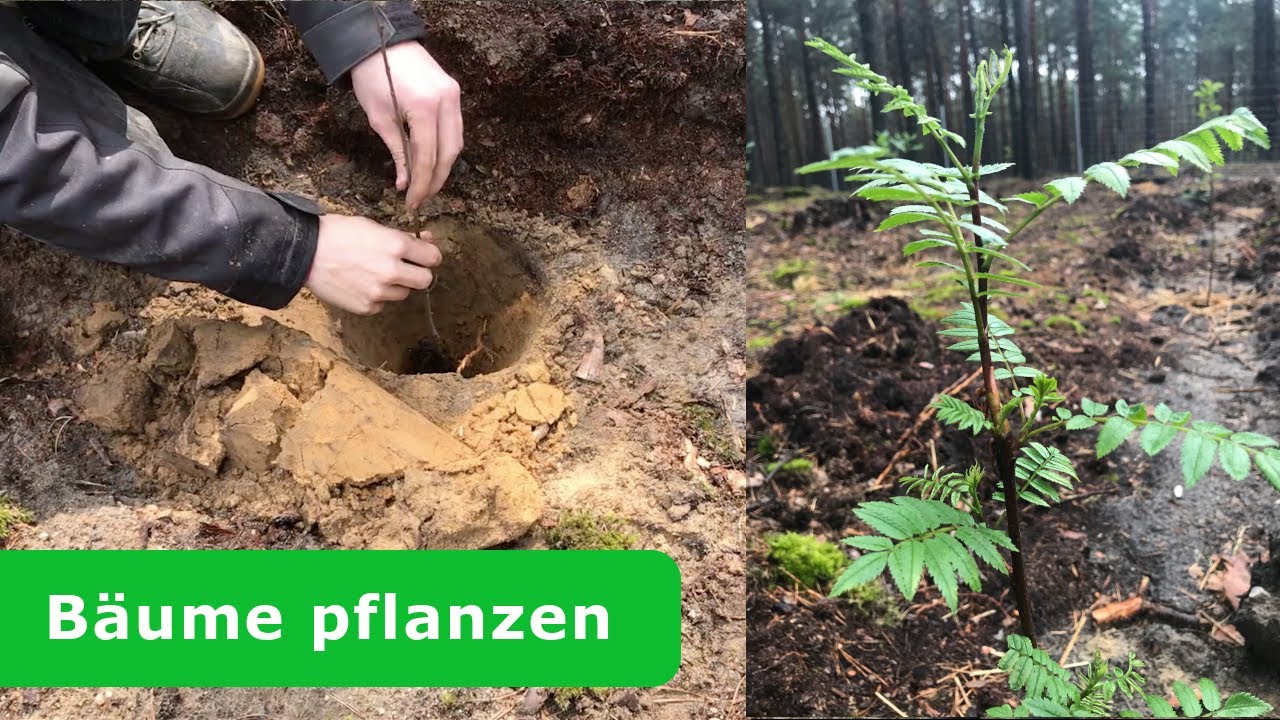 Bäume pflanzen im Wald